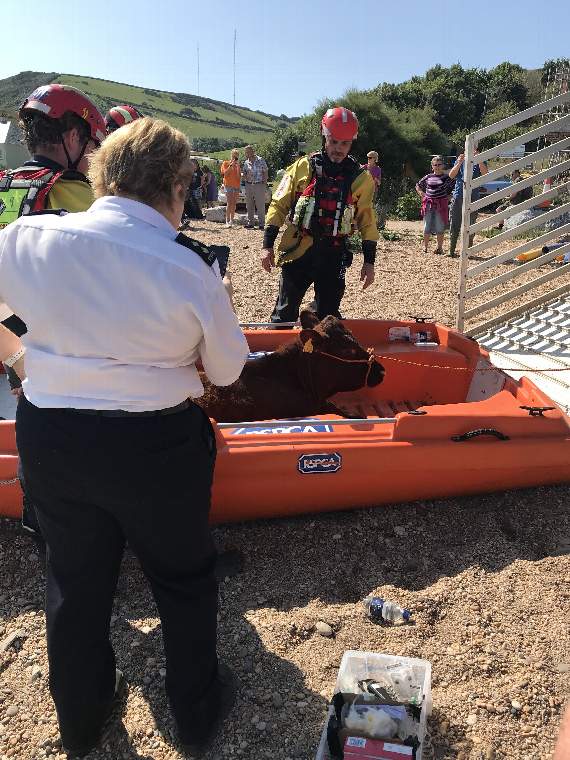 The Devon Red Ruby, Rocky, was rescued Friday morning after more than a week at the bottom of the cliffs; Credit: RSPCA