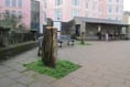 Stumped! Until council admits it cut down trees
