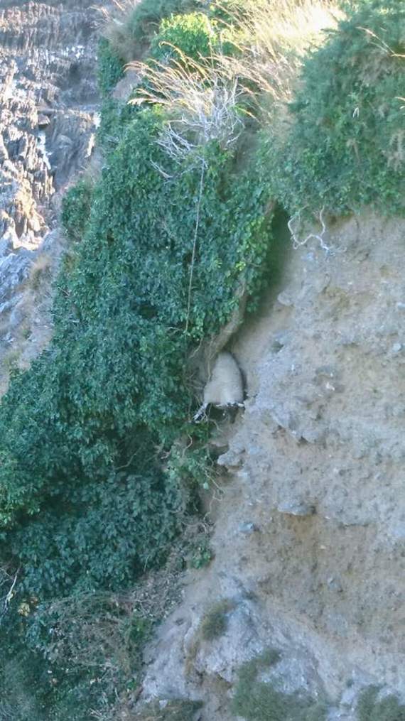 The sheep, stuck in the undergrowth having fallen off the cliff
