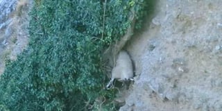 Sheep rescued after falling off a cliff