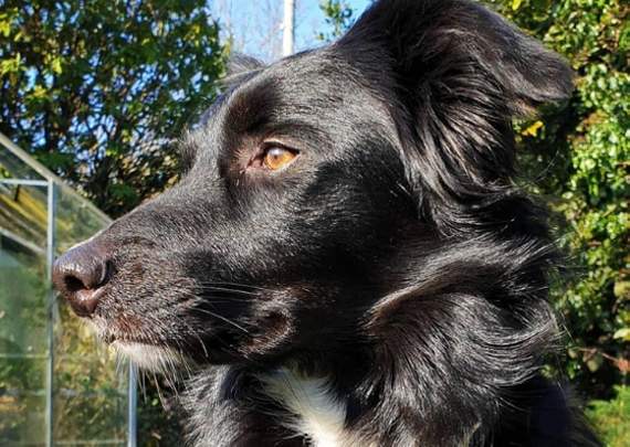 Mist the sheepdog injured all four of her paws while playing on hot tarmac