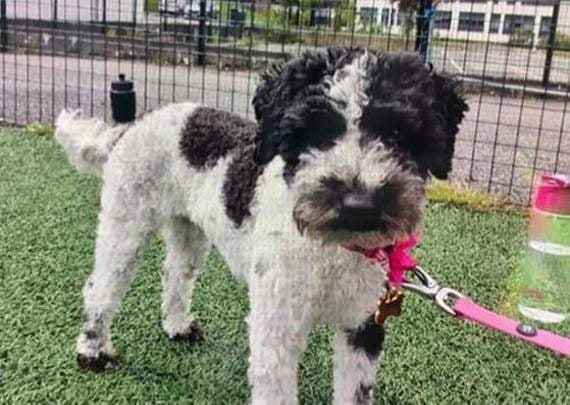 Poppy the poodle: Desperate search for missing dog that ran away from A38 crash