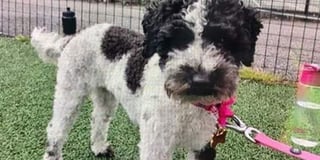 Poppy the poodle: Desperate search for missing dog that ran away from A38 crash