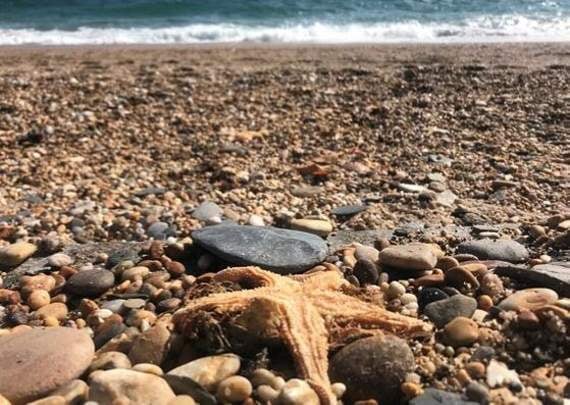 Witnesses say they saw “hundreds if not thousands” of dead starfish on Monday night (Credit: Emily Baker)