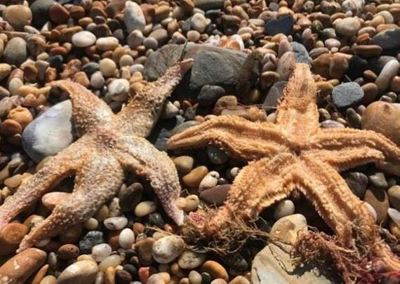 Starballing occurs when starfish roll themselves into a ball - it's not clear yet if it is intentional (Credit: Emily Baker)