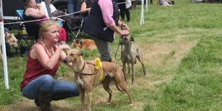 Dog show makes a welcome return to East Allington