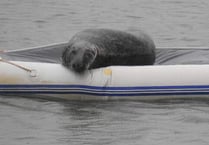 Seal returns after being viciously knocked off sunbathing spot