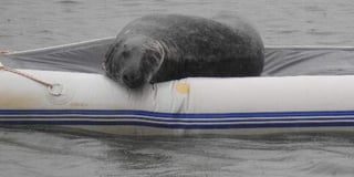 Seal returns after being viciously knocked off sunbathing spot