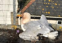 Trapped gull in vicious attack