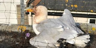 Trapped gull in vicious attack