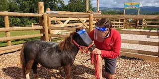 Staying safe - even the animals are wearing PPE at Pennywell