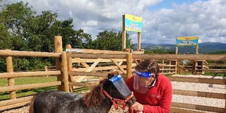 Staying safe - even the animals are wearing PPE at Pennywell