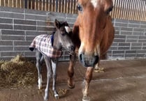 What do you call a horse with no name?