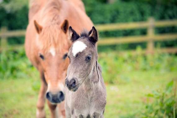 The recovered young filly with her mum, Fuzzy Bear, settling into the sanctuary