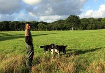 Lambs led away from slaughter