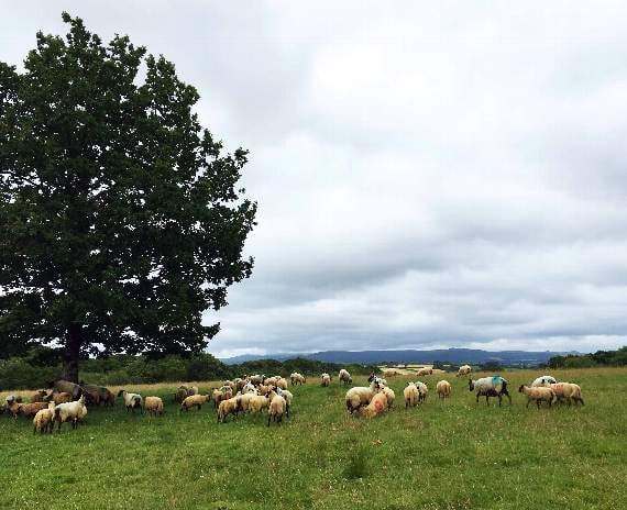 Farmer Sivalingam Vasanthakumar's sheep before their journey to Kidderminster