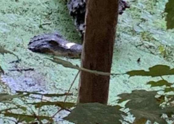 Police investi-gators were called out to croco-deal with the rogue reptile (Credit: Spotted Kingsbridge)