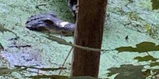 Kingsbridge croc shock: Rogue reptile ‘snapped in swamp’