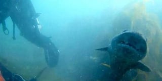 Gran saves shark from fishing line while scuba diving off Hallsands
