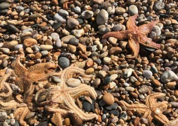 Scientists think starballing is to blame for the mass strandings (Credit: Emily Baker)
