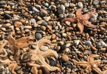 Slapton Sands starfish stranding: Scientists reveal what caused animals to wash ashore