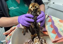 Young Owl ends up in a sticky situation