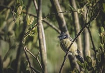 Councils must declare 'nature emergencies' to halt decline, says wildlife trust
