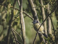 Councils must declare 'nature emergencies' to halt decline, says wildlife trust