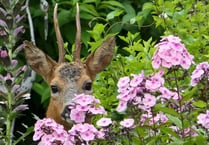 Calendars are helping to fund animal hospital