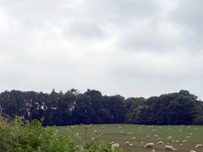 Sheep grazing at Chawton Park Farm in June