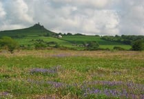 Brentor Commons Association restoring wildlife haven to former glory