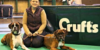 Oska, the boxer, makes top eight in class at Crufts
