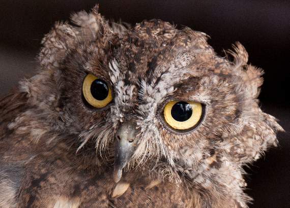 Look into my eyes by John Marshall