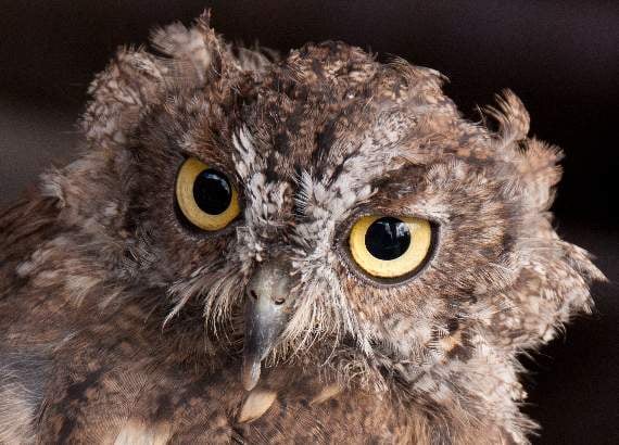 Look into my eyes by John Marshall