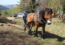 Digging up ancient history at Fingle Woods in archaeological excavation