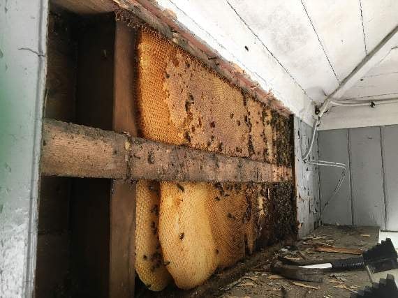 The colony of bees taking quite a hold in the signal box at Bere Alston Station.