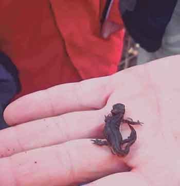 Newt found during science exploration.