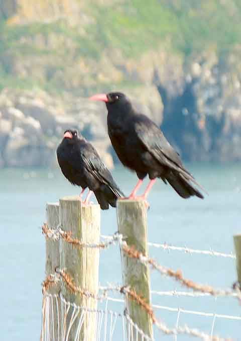 Choughs at Giltar Head.