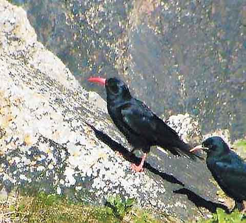 The chough and one of his fledglings in the Castlemartin cliffs. Pic. Lynne Houlston, PCNPA
