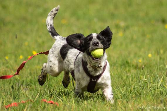 Ambassadog Alfie loving his walks with SPPOT.