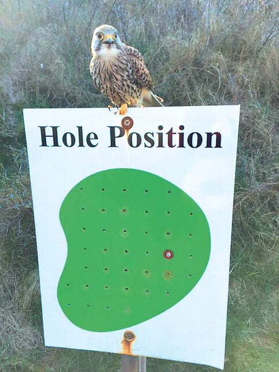 Birdies are rare on the tricky par four fourth hole at Tenby, but David Lamb managed to bag one last week - well he did on his phone camera! “It shows a sparrowhawk (I think) eating a small snake,” said David. And, after also capturing the hole position on camera, we hope you used the information to good effect to bag yourself another ‘birdie’ on the green!
