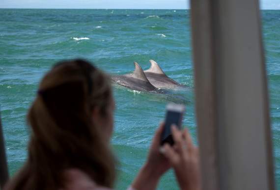 Pic. Dolphin Spotting Boat Trips New Quay