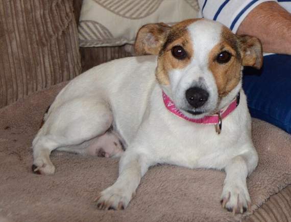 Jess the dog