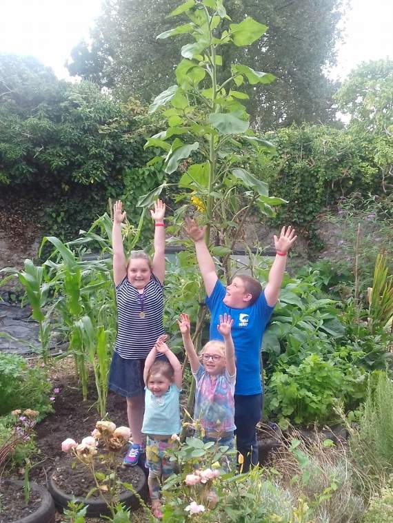 Children celebrating the sunflower size and it has still got some growing to do before measuring on August 31!