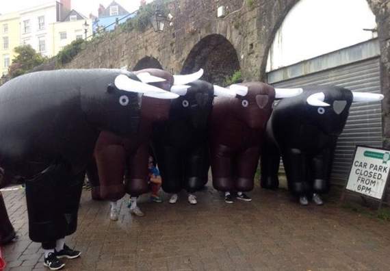 The bulls arrive at the harbour