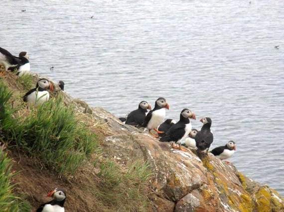 Puffins of Skomer.