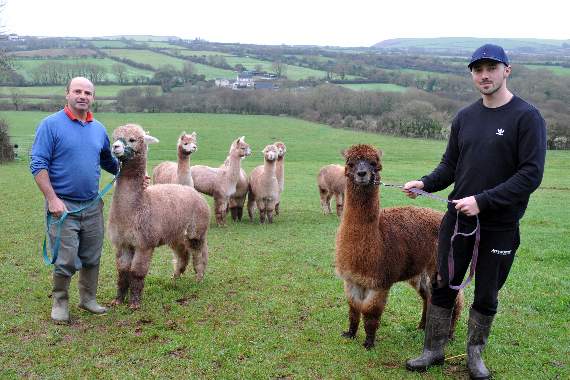 Alpaca trekking will secure a future on their farm for Rob and Iwan Izzard.