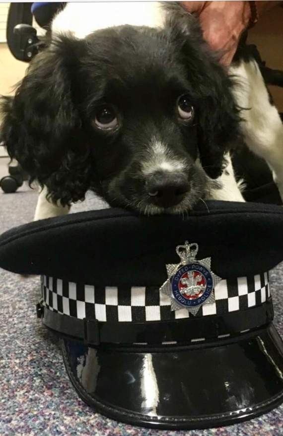 Billy is the youngest member of the force’s Dog Section
