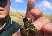 "Plague" threatens rare crayfish in Forest of Dean