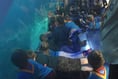Beavers and cubs sleep with sharks